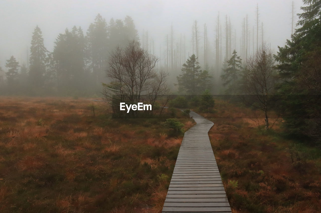 BOARDWALK IN FOREST