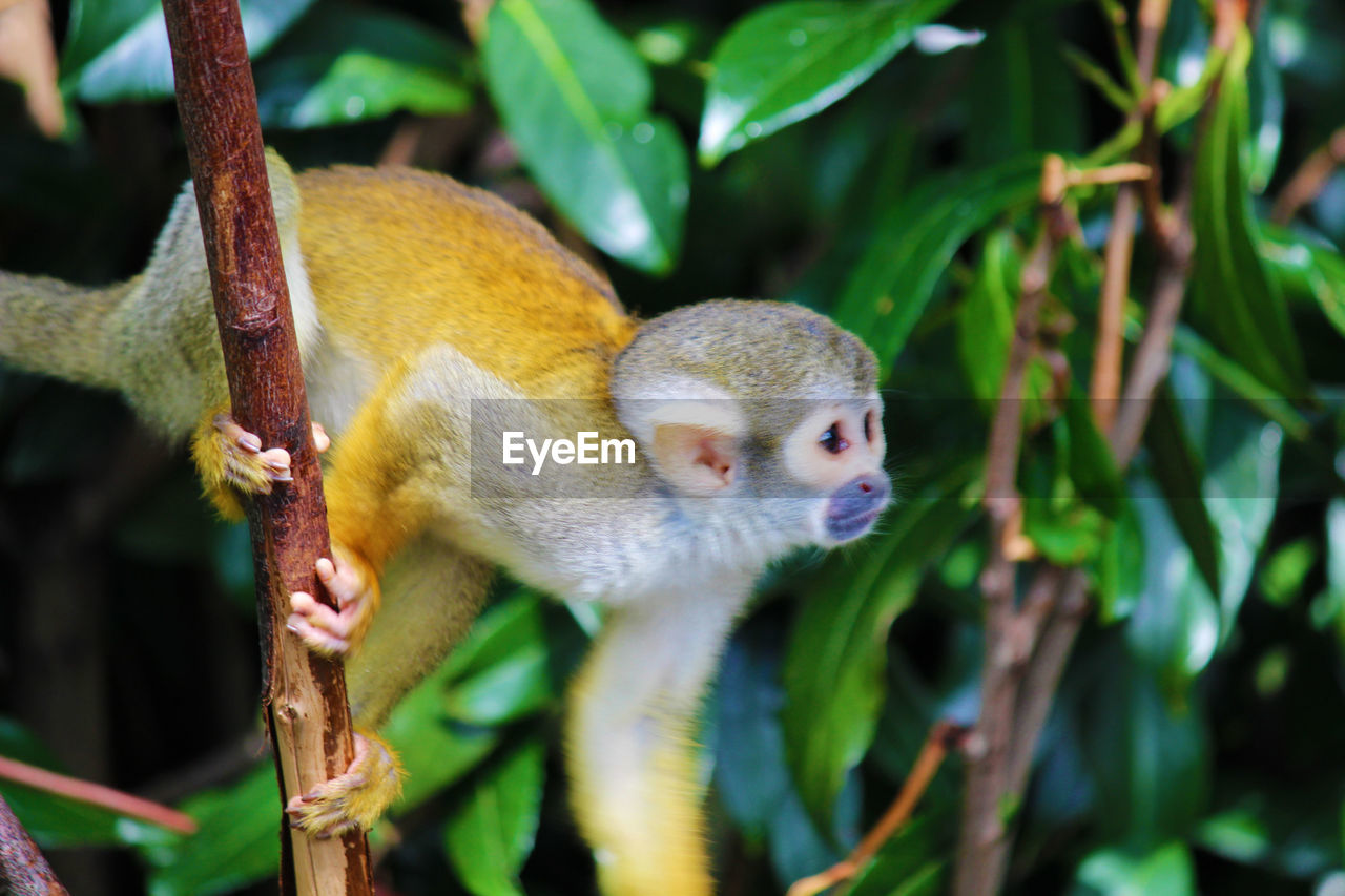 CLOSE-UP OF SQUIRREL ON TREE