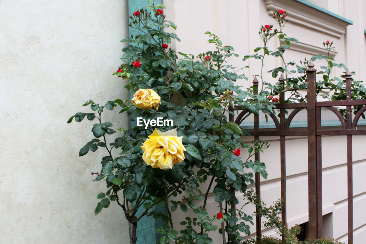 FLOWERS GROWING OUTDOORS