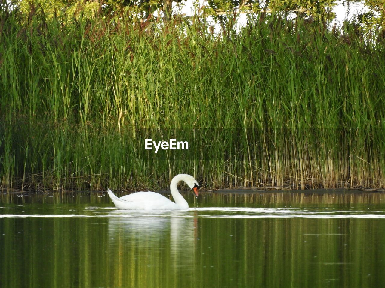 SWANS SWIMMING IN LAKE