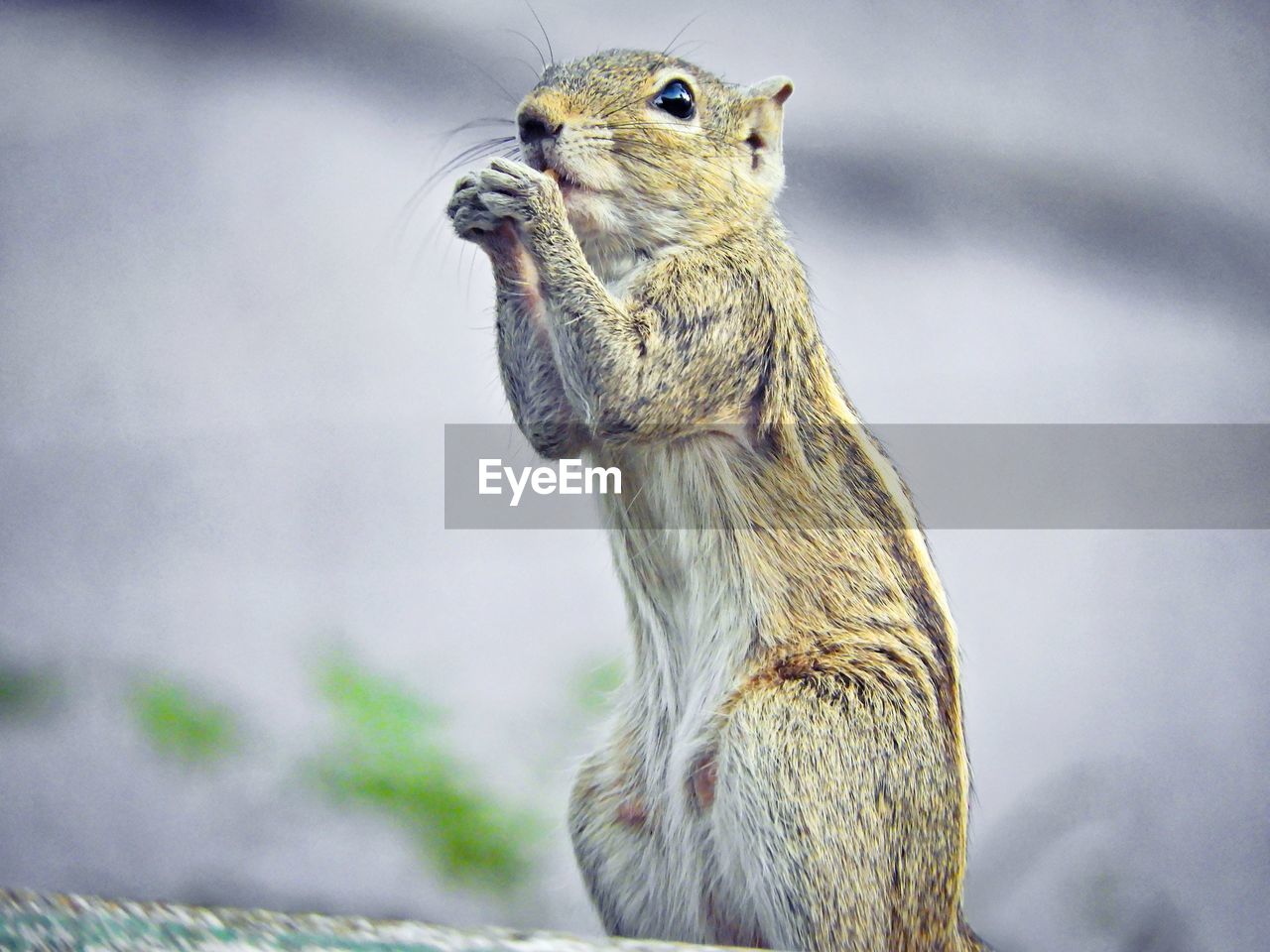 CLOSE-UP OF SQUIRREL ON BRANCH