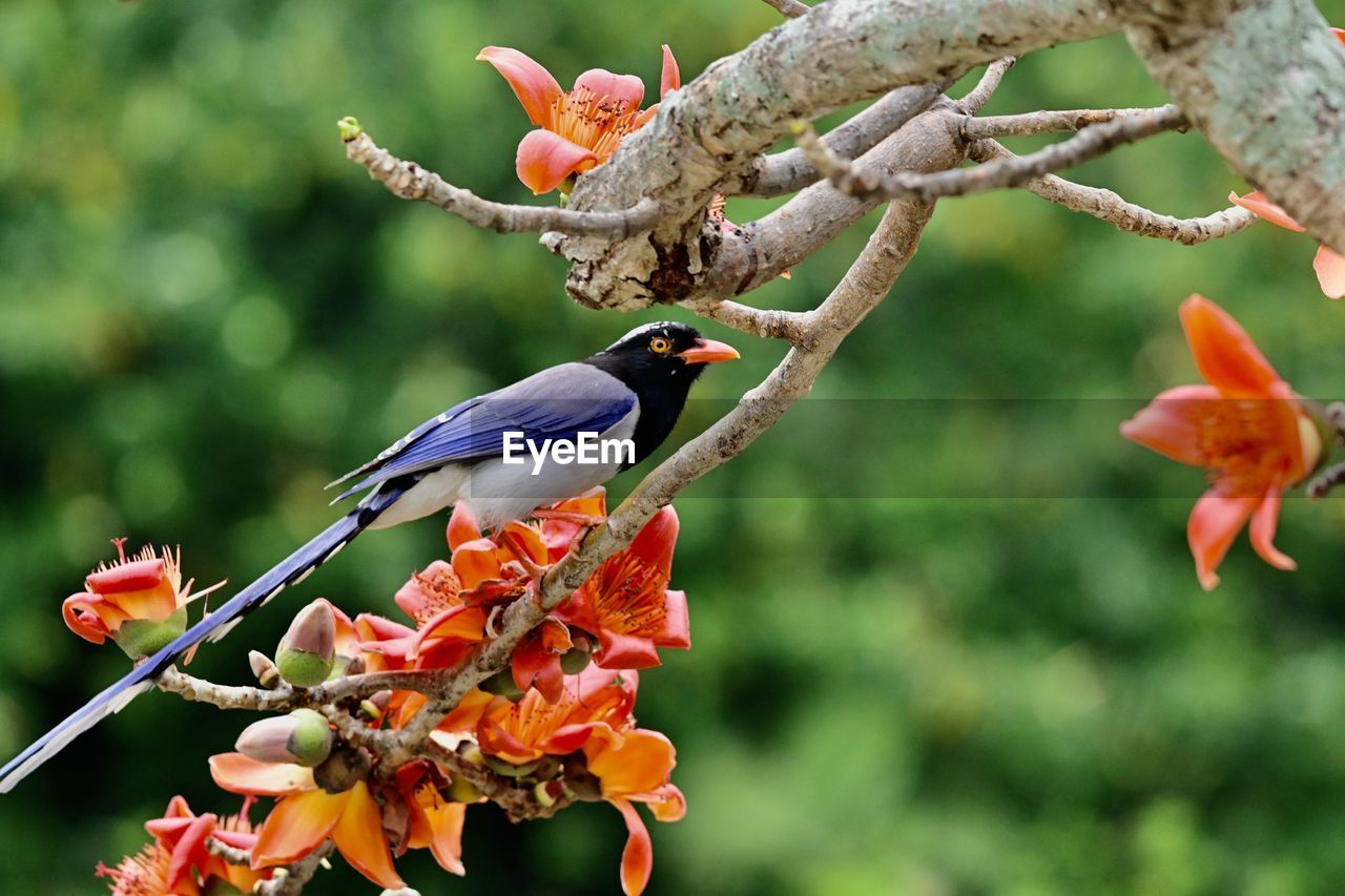 CLOSE-UP OF BIRD ON FLOWER