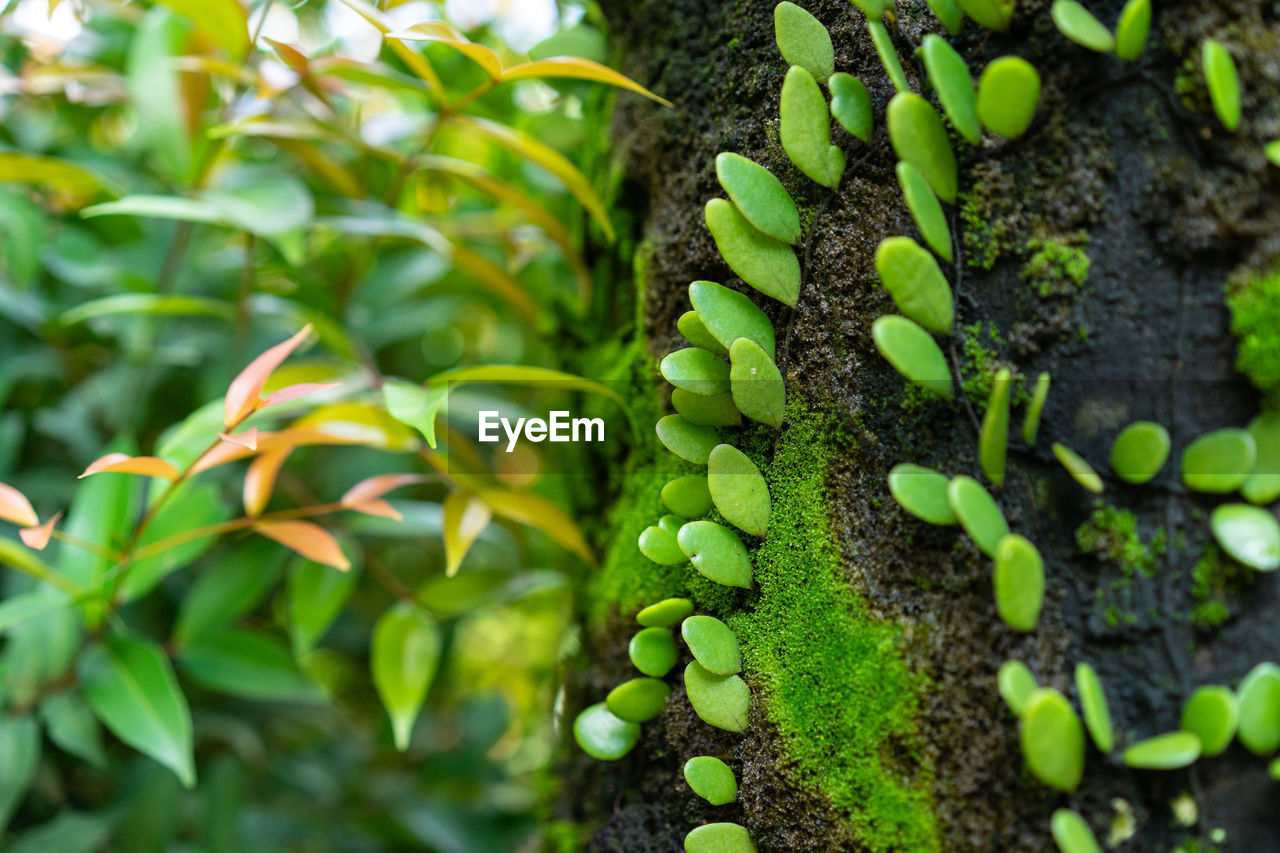 Close-up of fresh green plant