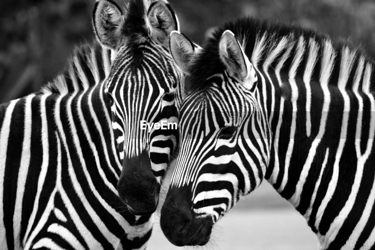 Portrait of zebra