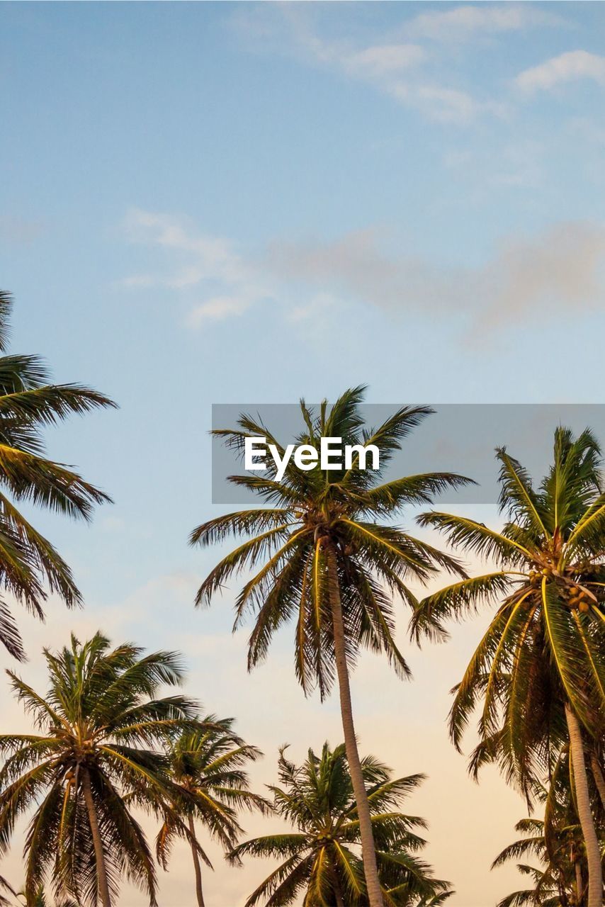 Low angle view of coconut palm trees against sky