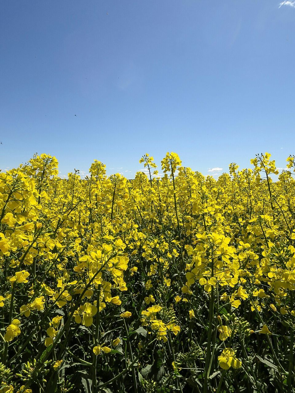 Yellow oilseed rape flowers blooming in field against clear sky