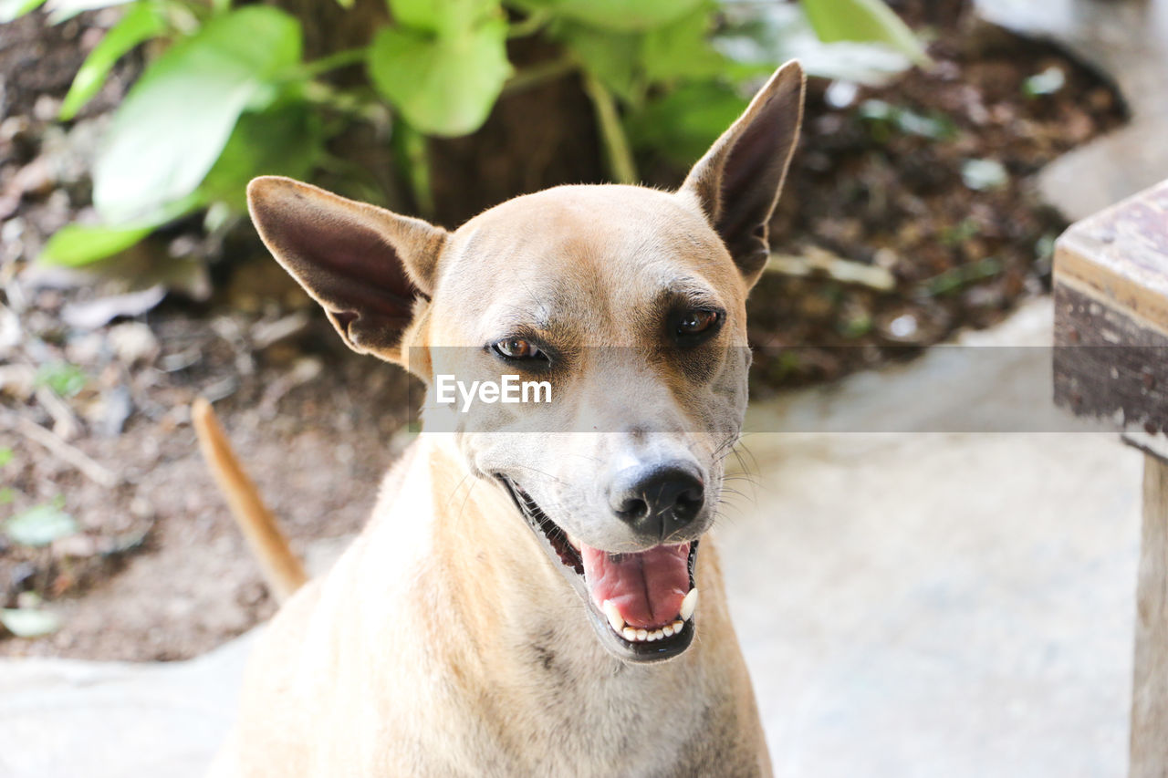 CLOSE-UP OF DOG LOOKING