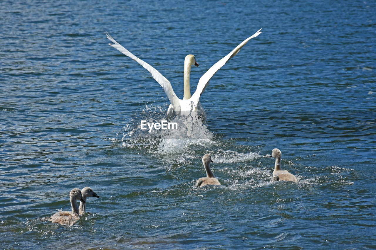 High angle view of white swans and cygnets swimming in lake