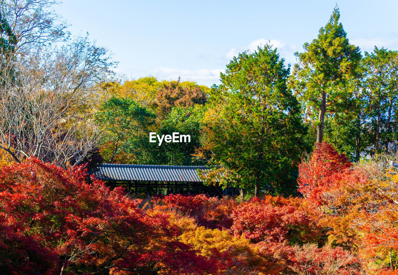 TREES IN PARK AGAINST SKY DURING AUTUMN