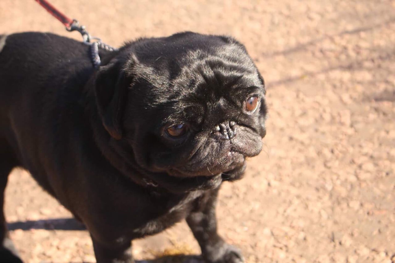 CLOSE-UP PORTRAIT OF DOG