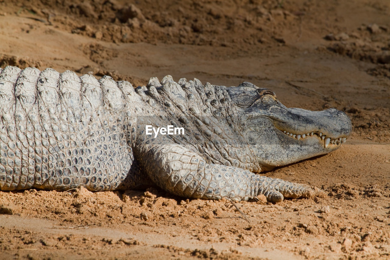 close-up of crocodile at sandy beach