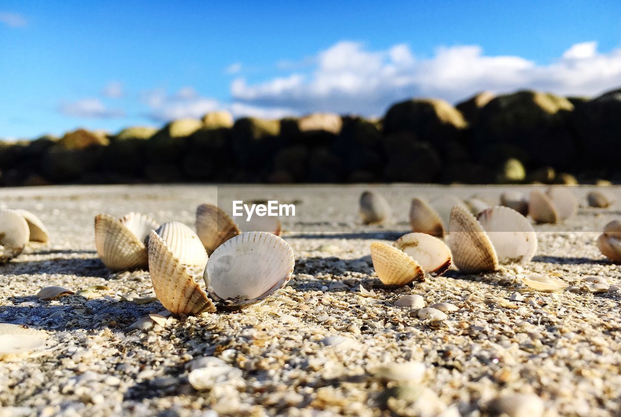 Seashells on sand at beach