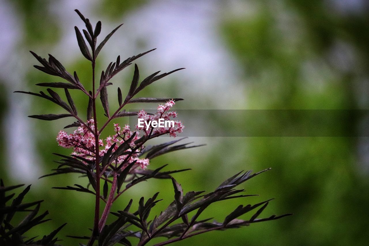 Close-up of pink flowering zen plant