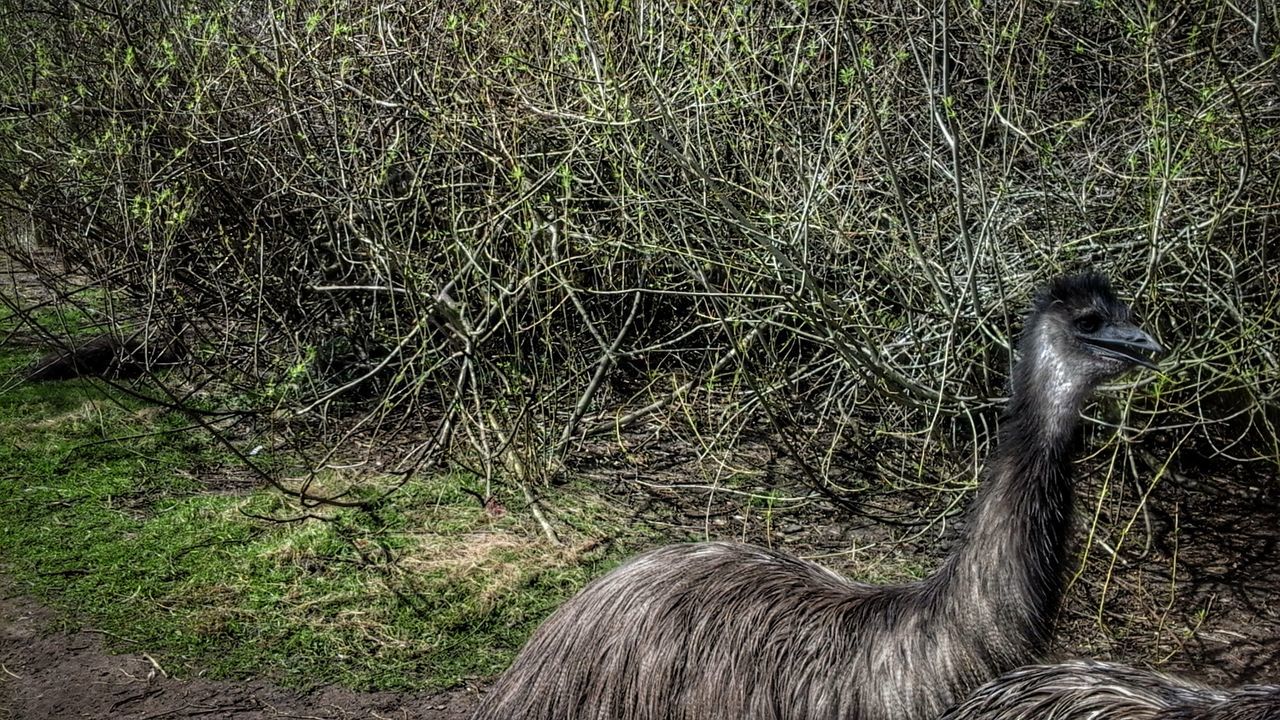 VIEW OF AN ANIMAL ON THE LAND