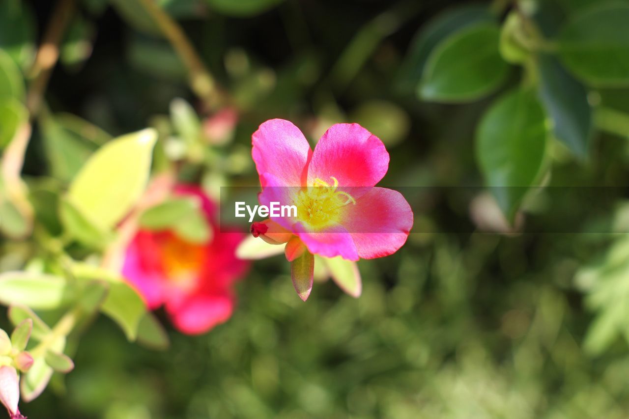 CLOSE-UP OF PINK FLOWERING PLANTS