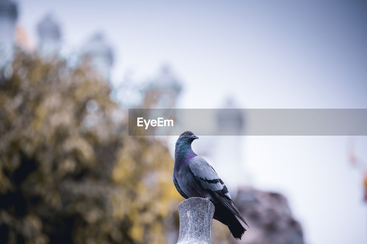 CLOSE-UP OF PIGEONS PERCHING ON THE WALL