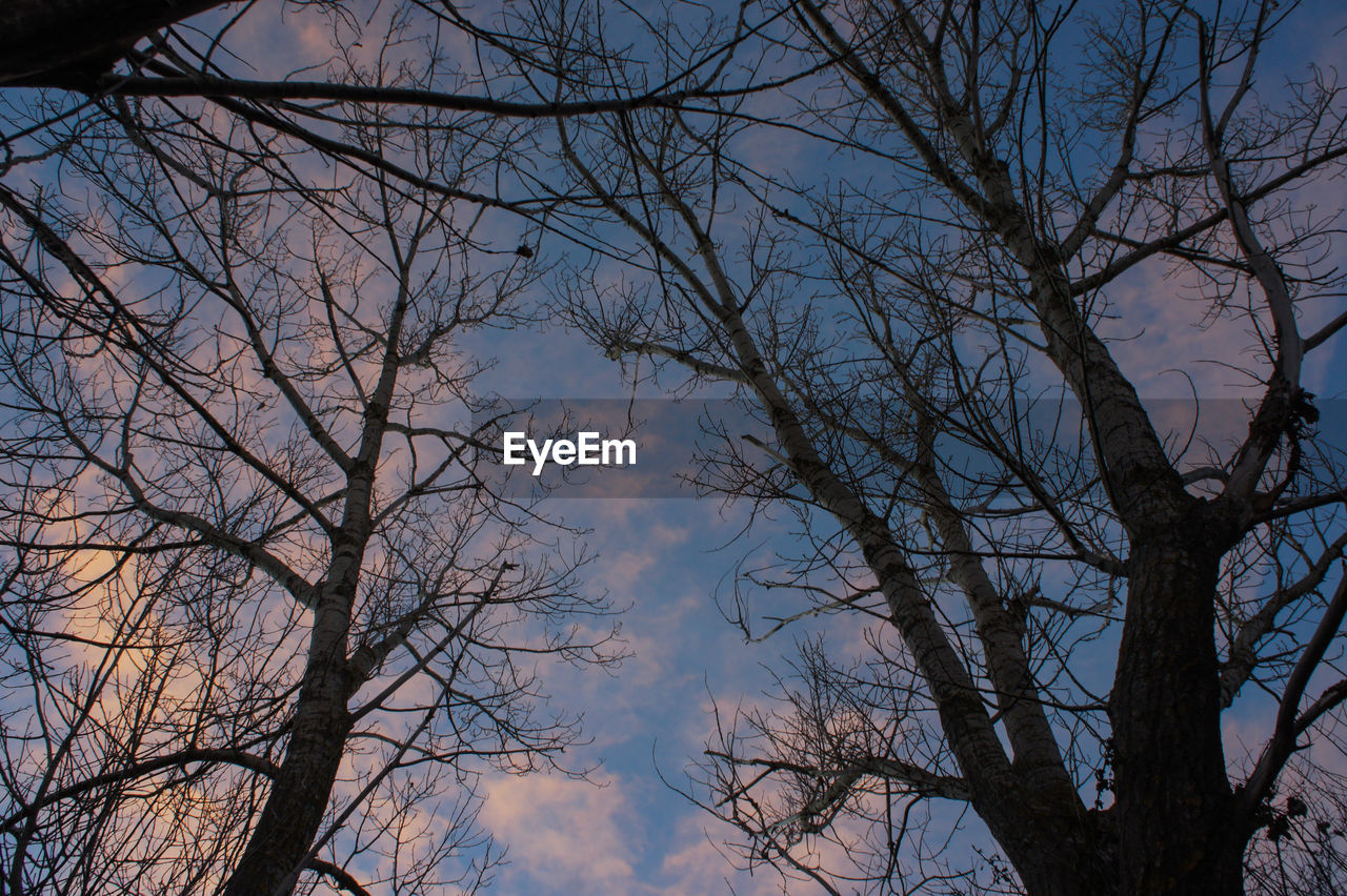 LOW ANGLE VIEW OF SILHOUETTE BARE TREE AGAINST SKY