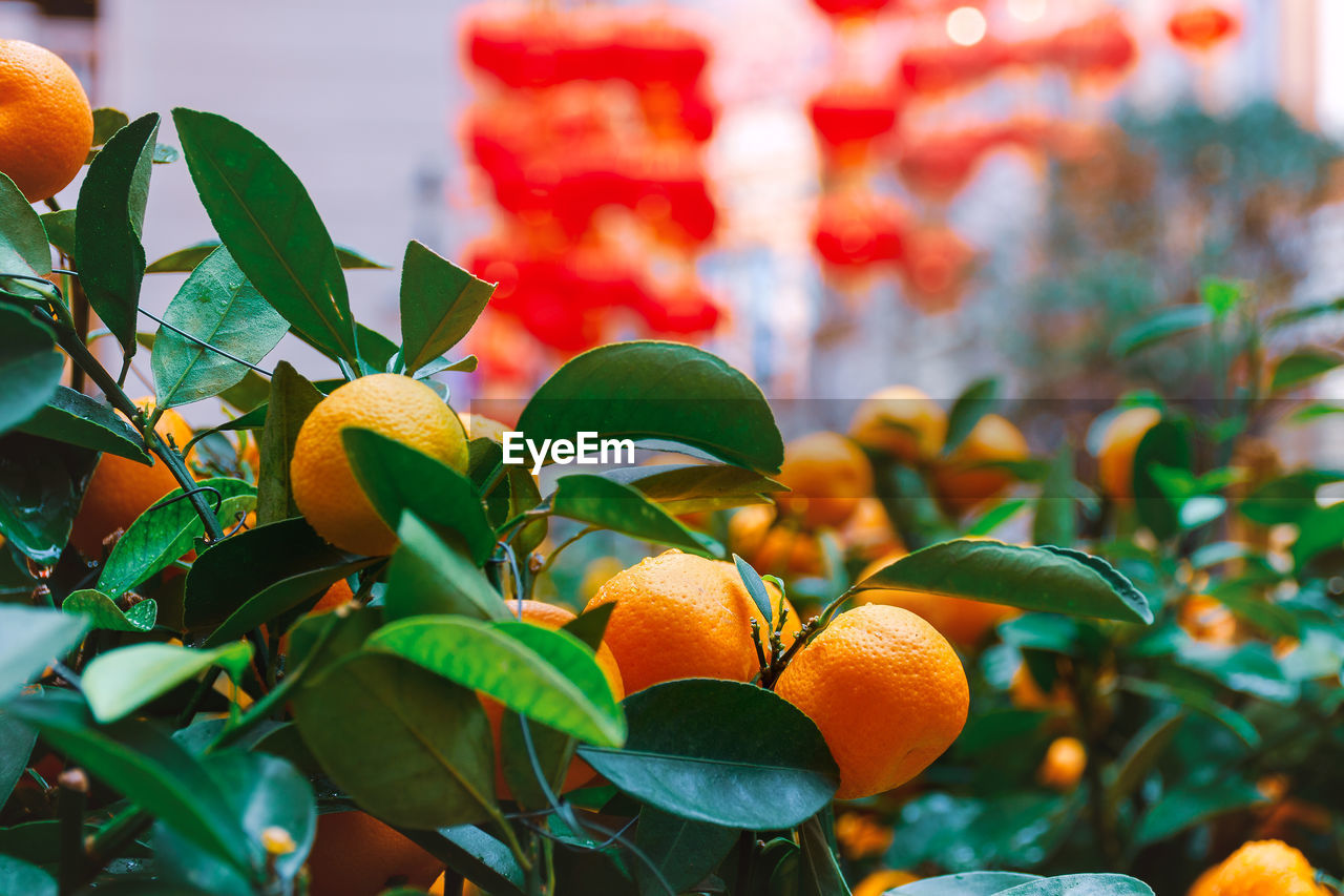 Tangerine bushes on a street in china. traditional sterrt decor. photo with soft selective focus