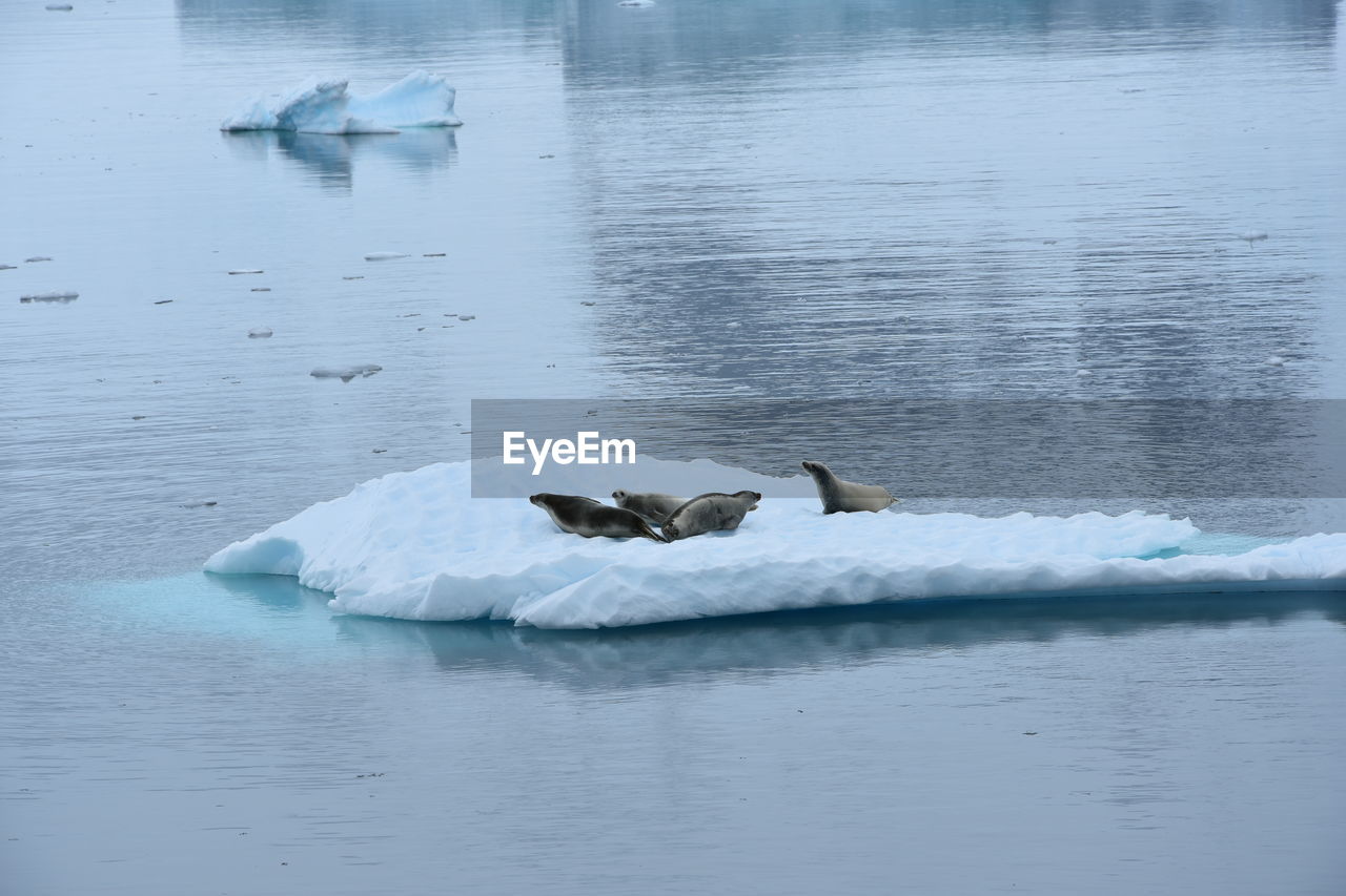 TWO SWANS IN FROZEN LAKE