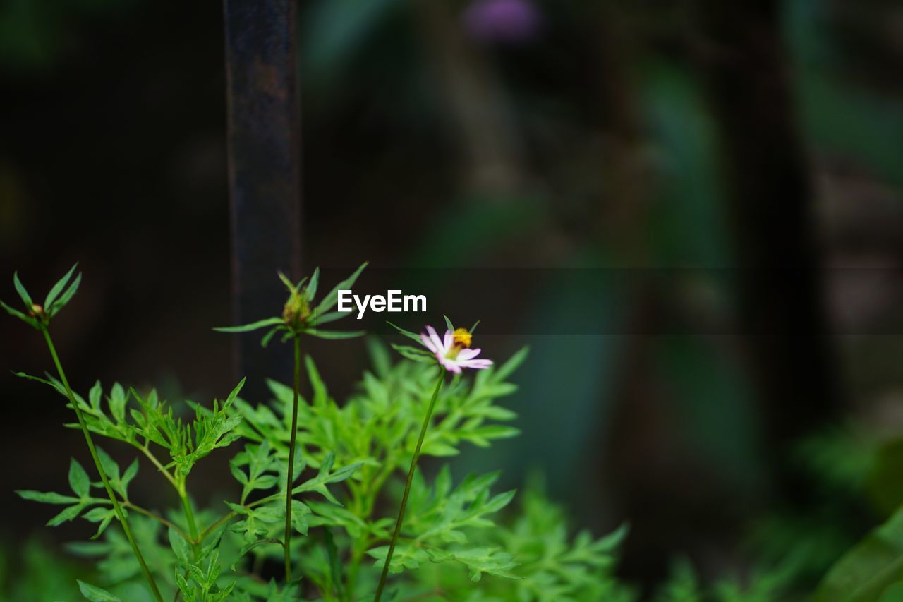 CLOSE-UP OF FLOWERING PLANT ON LAND