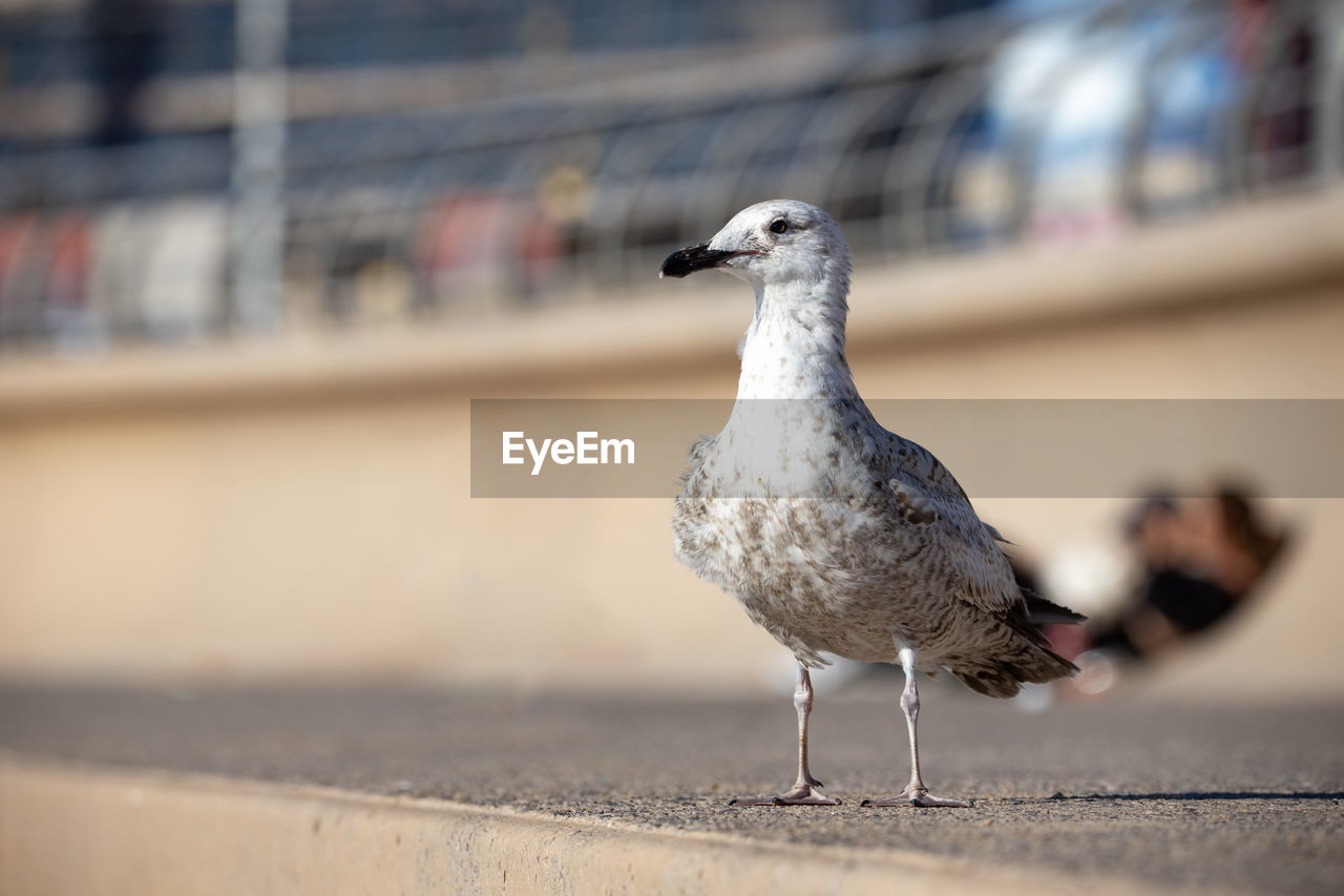 Close-up of seagull perching on wall