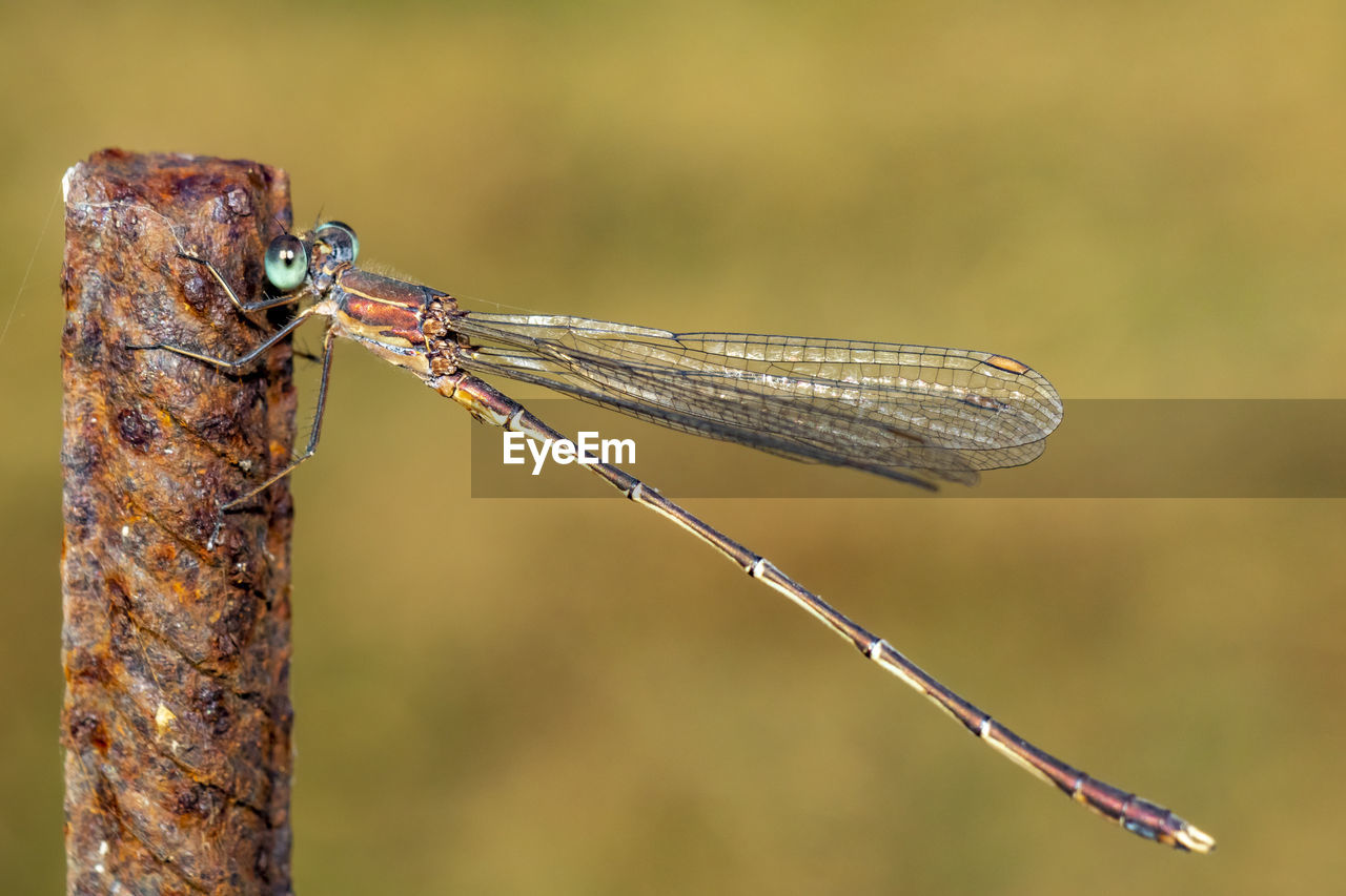 CLOSE-UP OF A DRAGONFLY ON TWIG