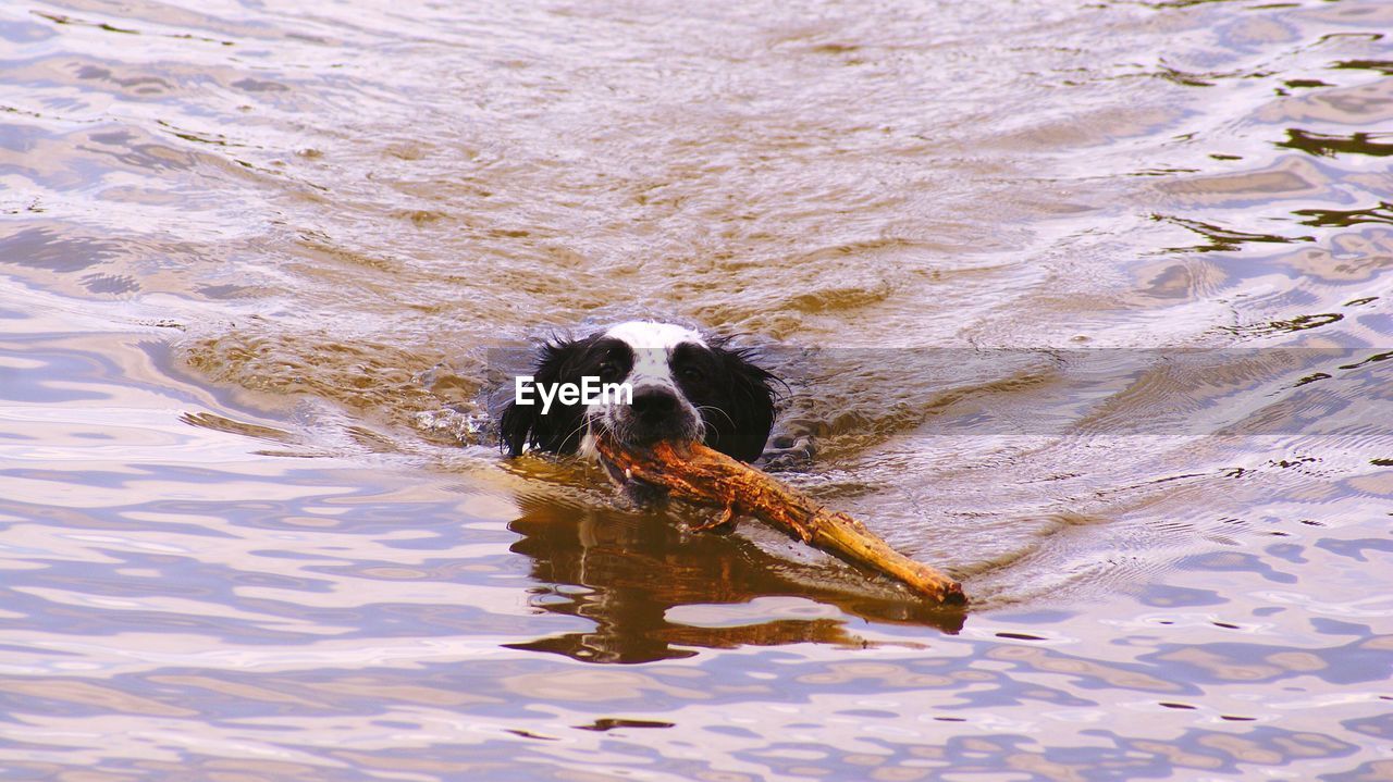 Dog swimming with wood in lake