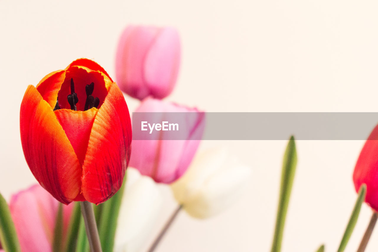 CLOSE-UP OF TULIP TULIPS