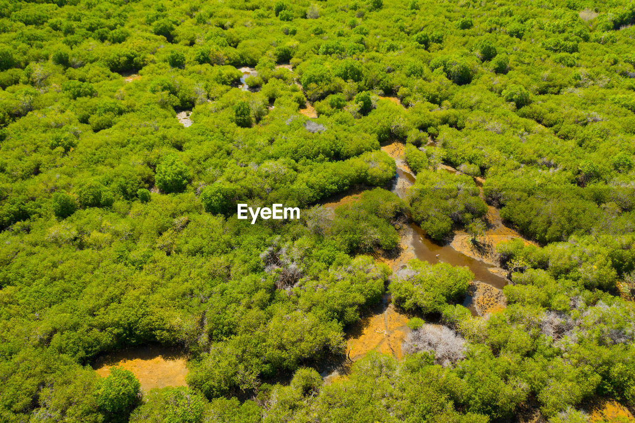 plant, vegetation, green, growth, beauty in nature, land, tree, landscape, scenics - nature, nature, environment, tranquility, no people, high angle view, field, day, flower, foliage, forest, lush foliage, tranquil scene, natural environment, outdoors, plantation, agriculture, shrub, rural scene, crop, idyllic, freshness, non-urban scene, full frame, tea crop, backgrounds, abundance