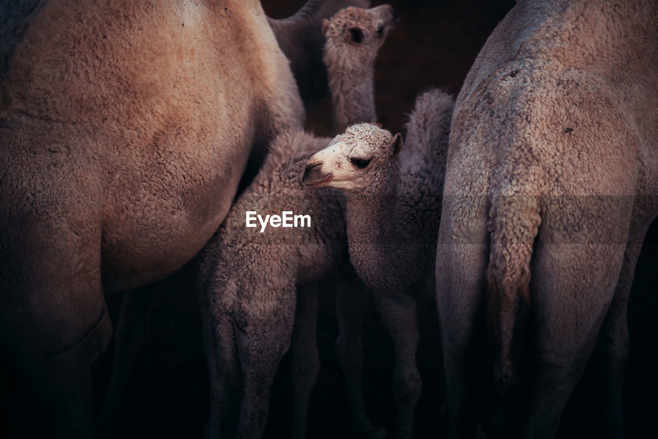 Close-up of mammals standing on field