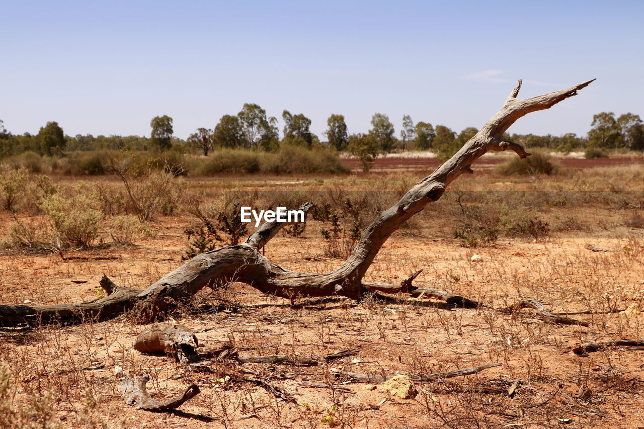 soil, natural environment, tree, nature, savanna, plant, environment, landscape, wildlife, sky, no people, land, wilderness, scenics - nature, animal wildlife, climate, desert, arid climate, day, sunlight, sunny, animal, outdoors, clear sky, branch, dry, non-urban scene, animal themes, semi-arid, drought, safari, travel destinations, tranquility, field, beauty in nature