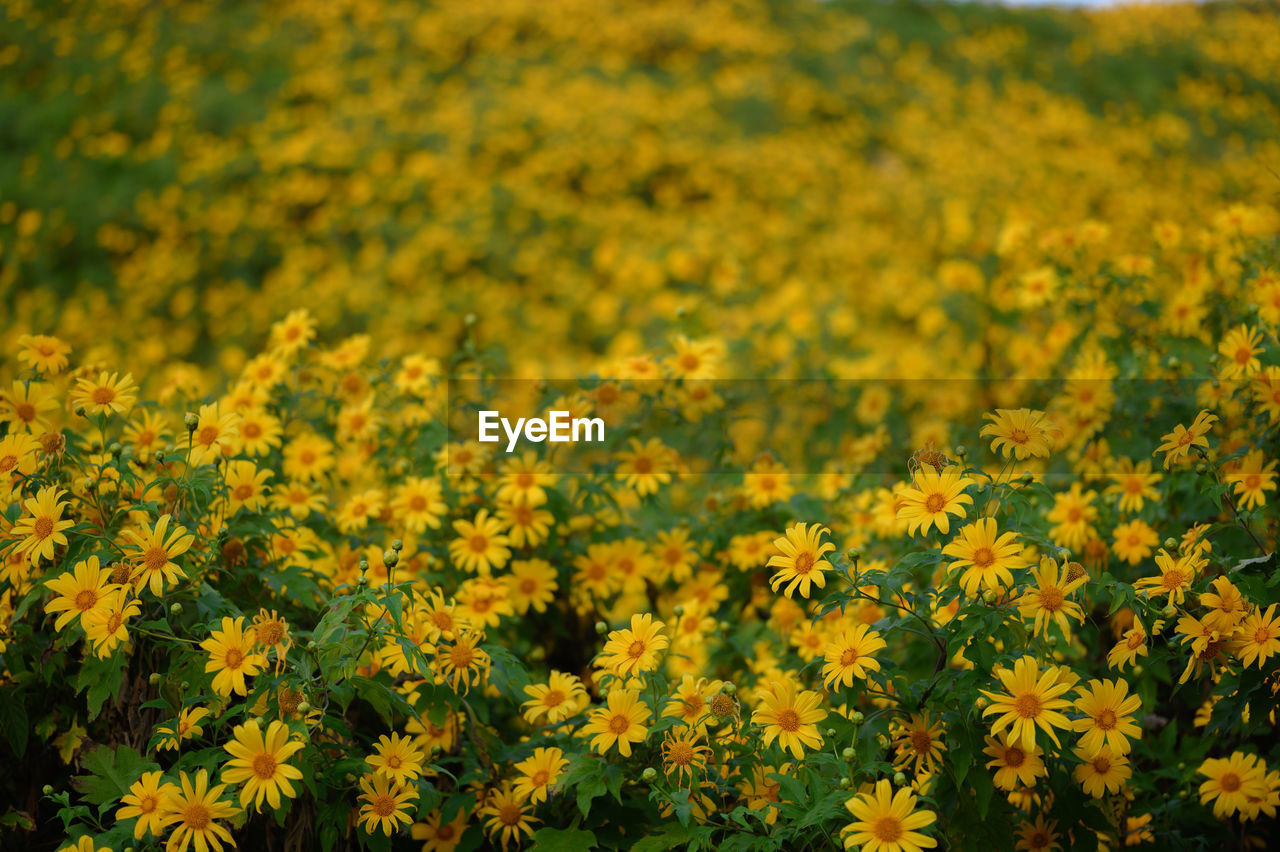 plant, flower, flowering plant, yellow, beauty in nature, freshness, landscape, growth, land, field, rural scene, nature, environment, agriculture, no people, fragility, prairie, abundance, scenics - nature, springtime, flower head, crop, day, farm, blossom, tranquility, outdoors, summer, meadow, wildflower, sky, sunlight, inflorescence, close-up, botany, vibrant color, grassland, tranquil scene, focus on foreground, selective focus, idyllic, flowerbed, non-urban scene, backgrounds