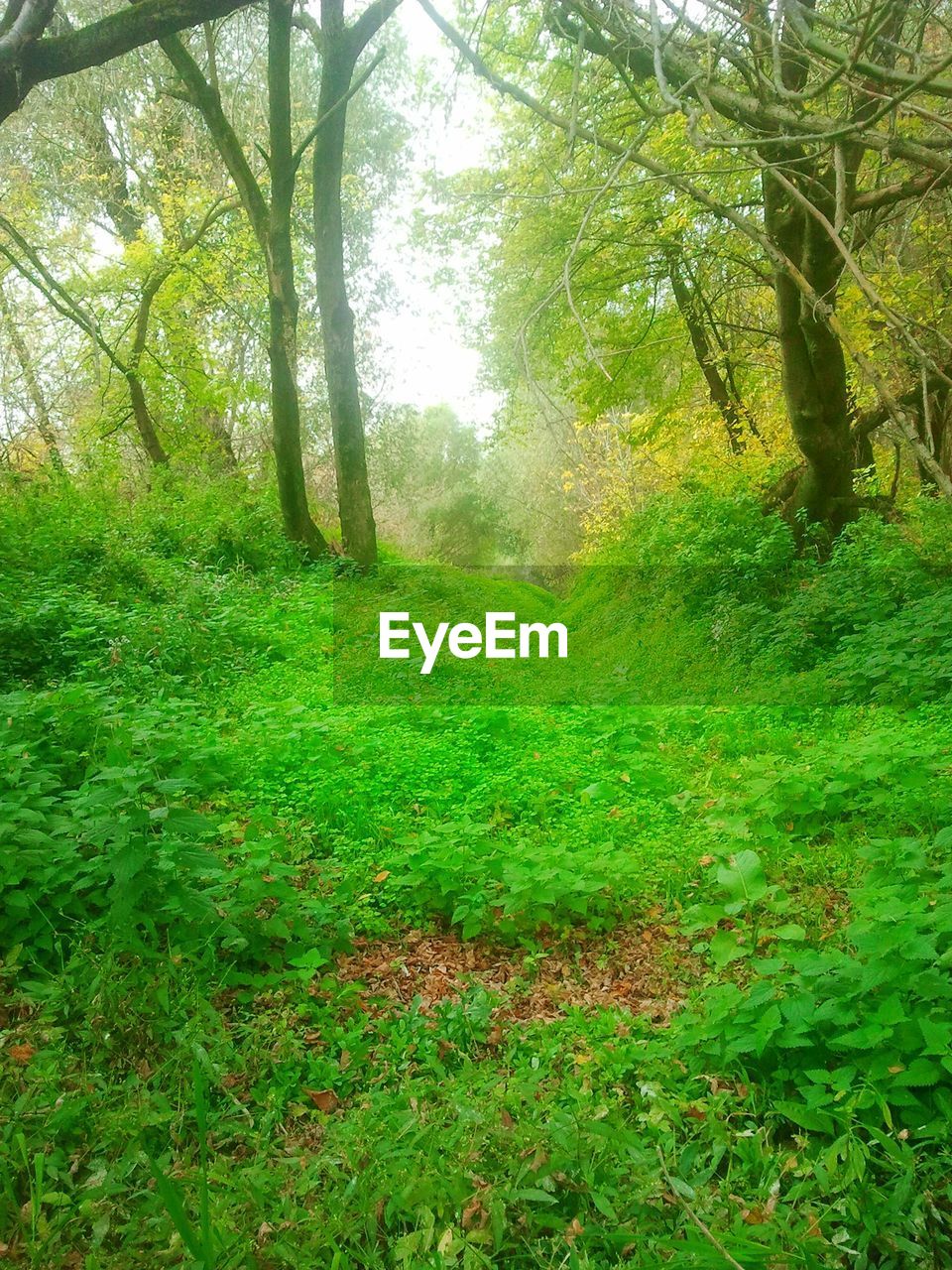 SCENIC VIEW OF TREES IN FOREST