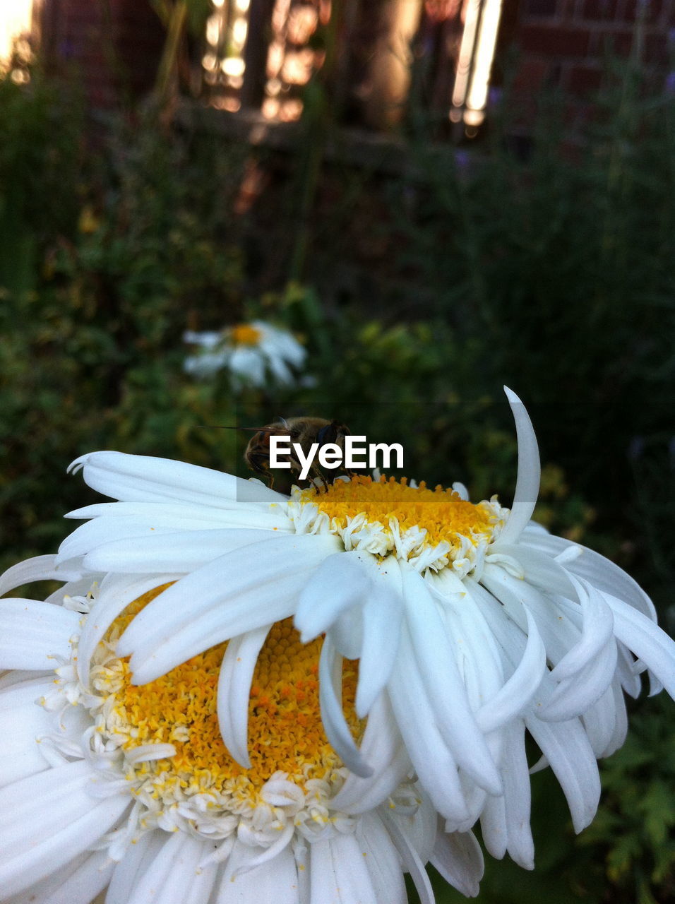 CLOSE-UP OF FRESH FLOWERS