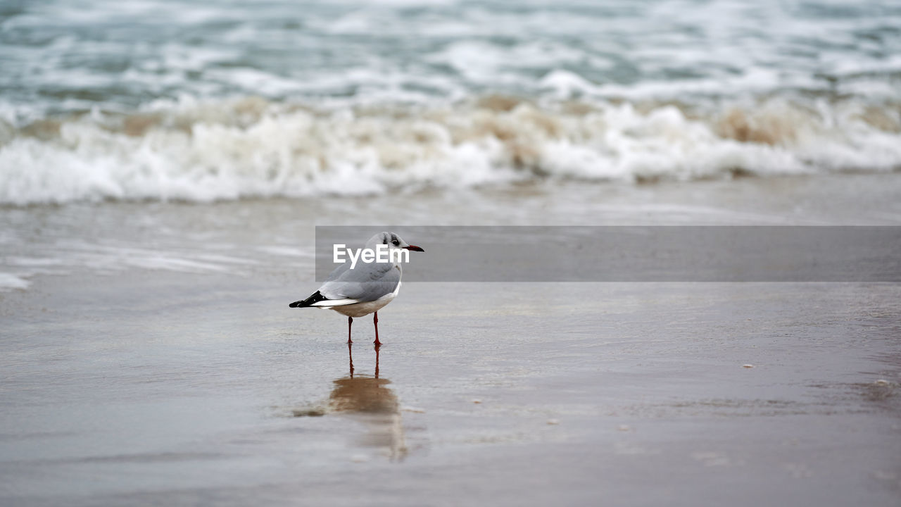 Seagull walking along seashore. black-headed gull, chroicocephalus ridibundus, standing on beach