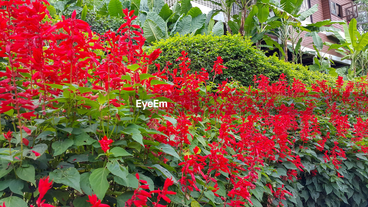 CLOSE-UP OF RED FLOWERS ON PLANT