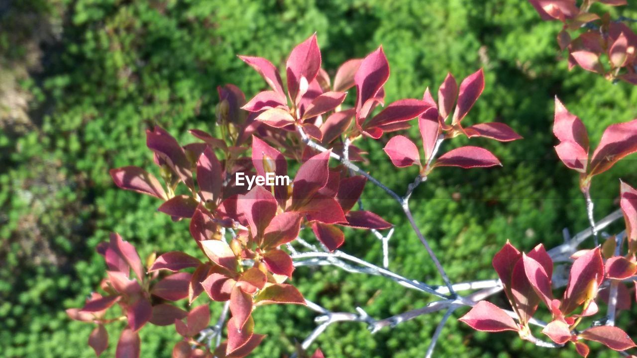 CLOSE-UP OF PINK FLOWERS BLOOMING IN PARK