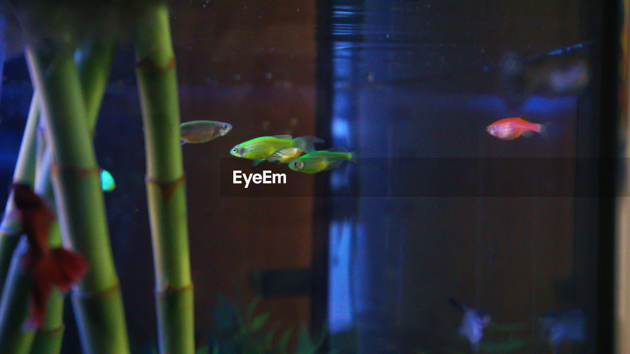 FISH SWIMMING IN SEA SEEN THROUGH GLASS