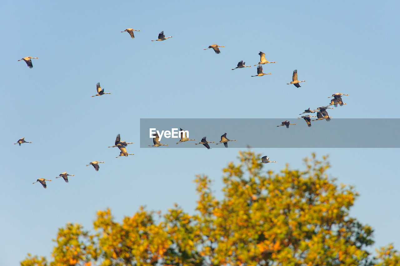 LOW ANGLE VIEW OF BIRDS FLYING