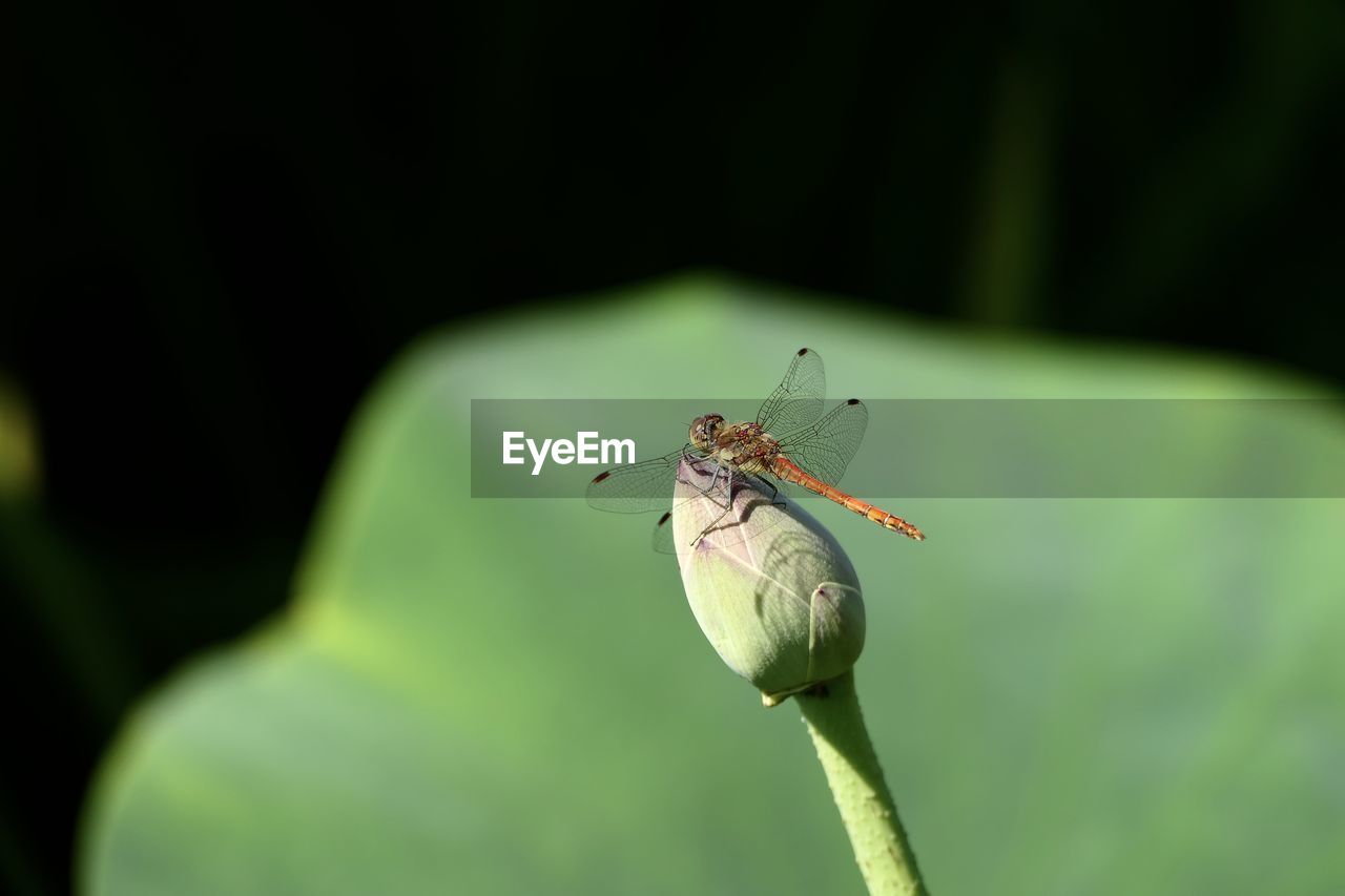 Close-up of insect on flower