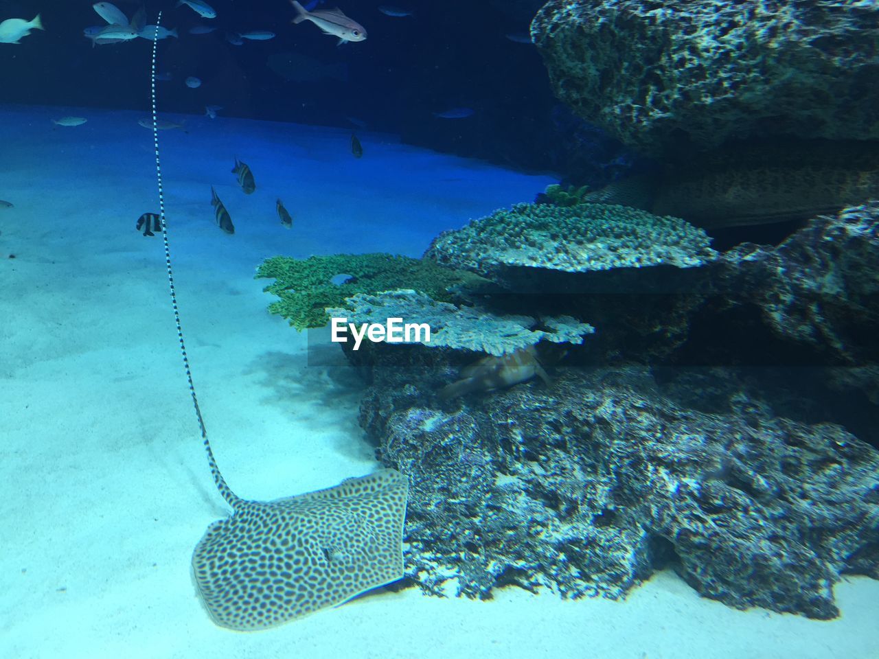 VIEW OF FISH SWIMMING UNDERWATER