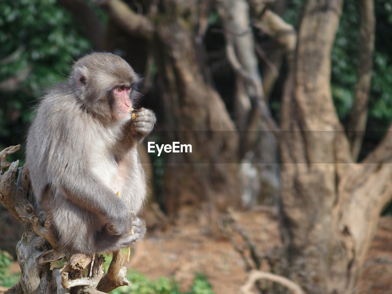 Monkey sitting on tree