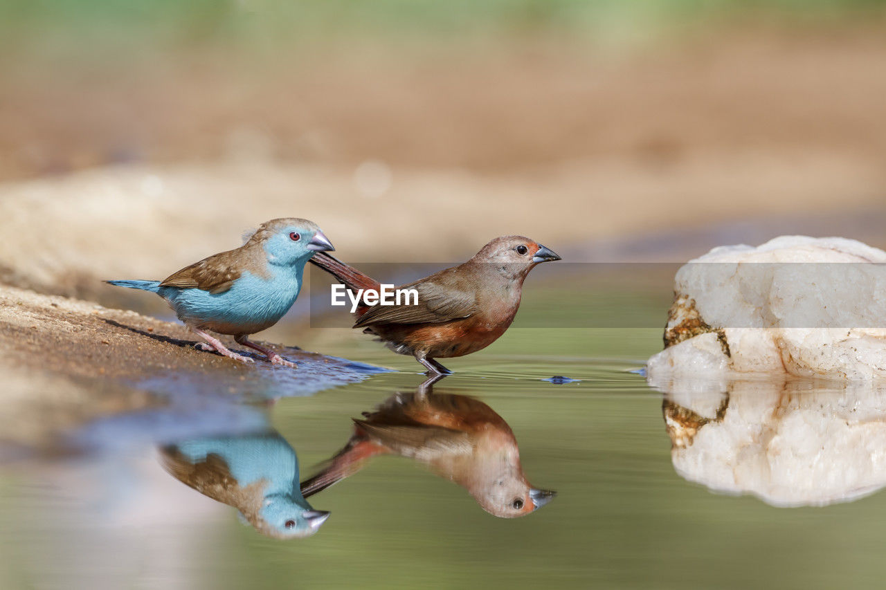 close-up of bird on lake