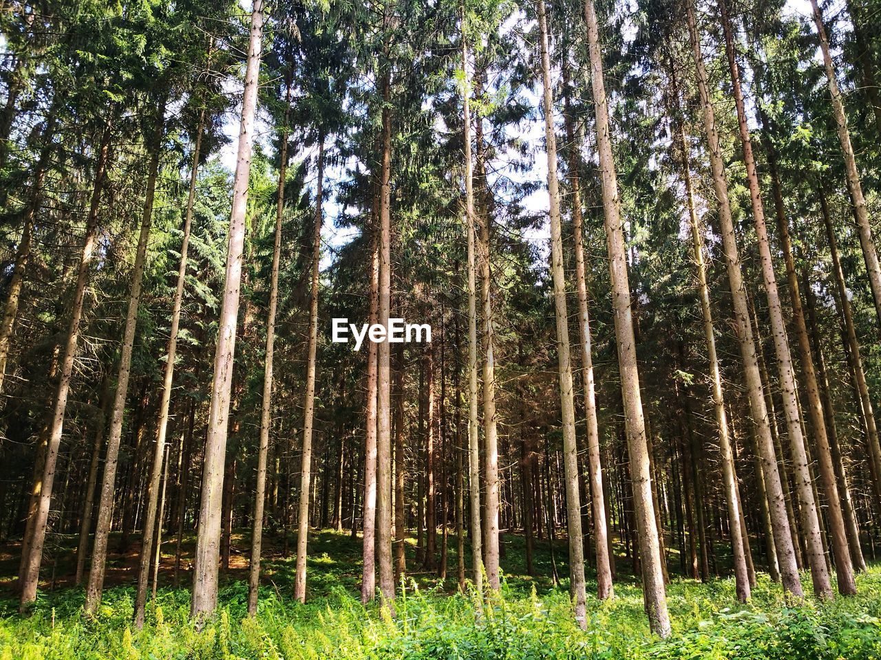 Low angle view of coniferous trees in forest