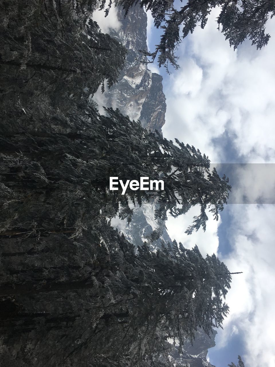 LOW ANGLE VIEW OF TREE AGAINST MOUNTAIN