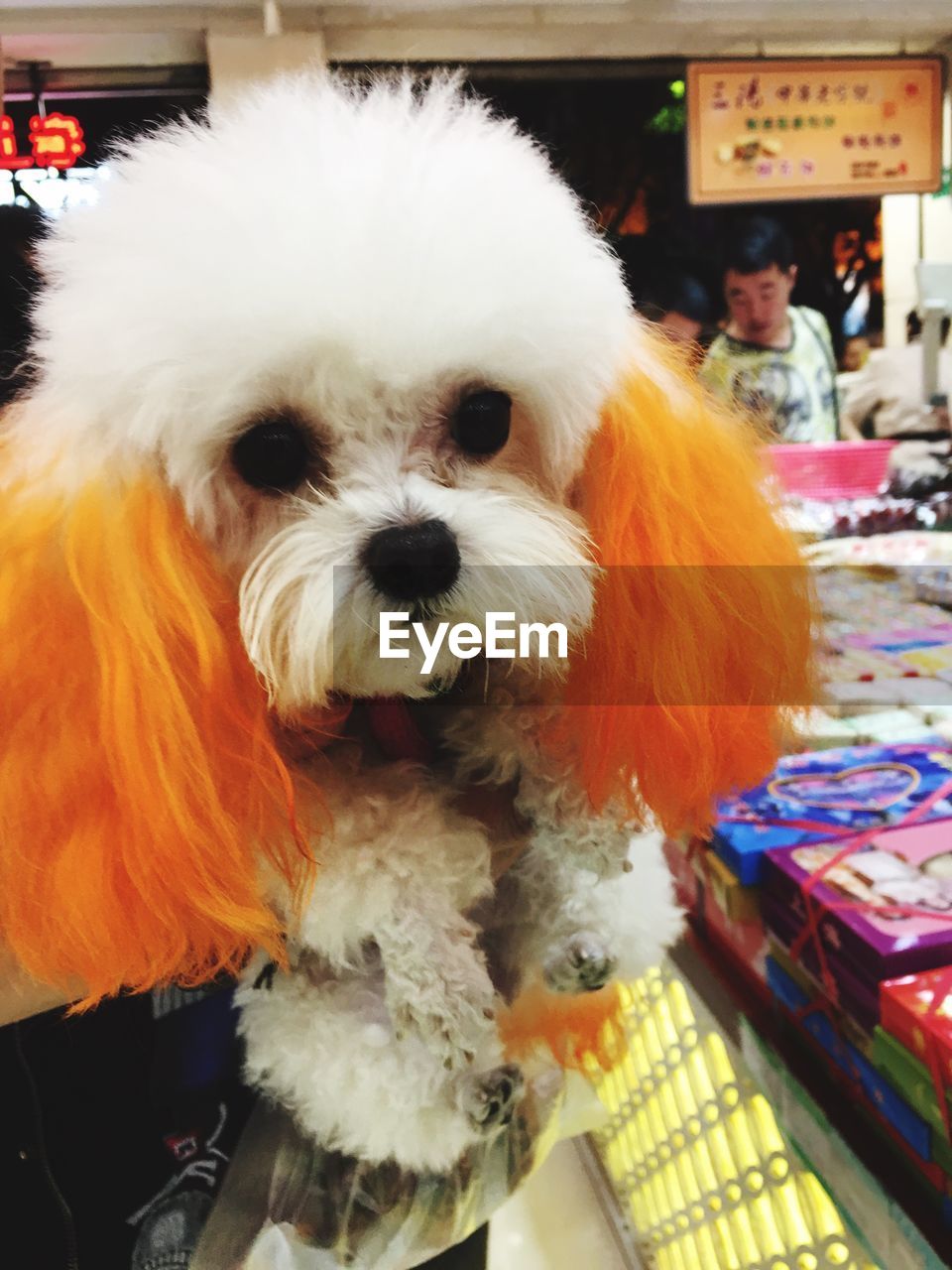 CLOSE-UP PORTRAIT OF DOG IN BLANKET