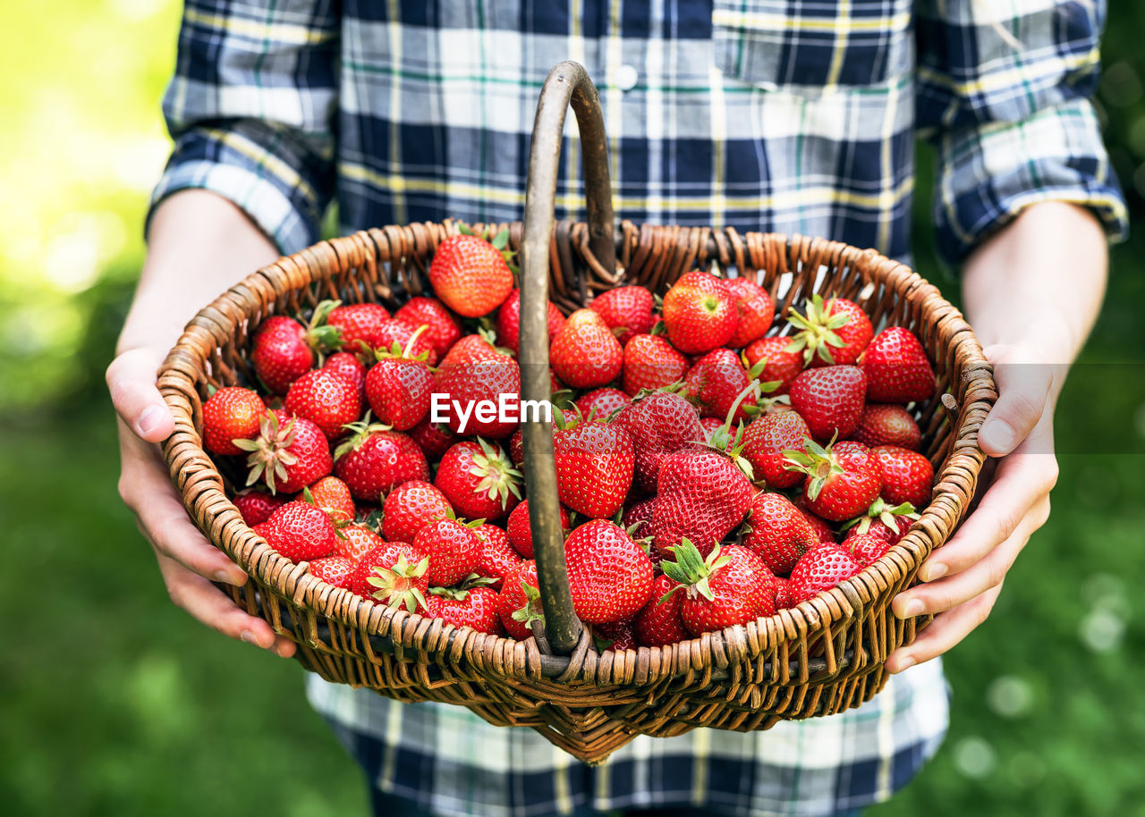 Midsection of girl holding strawberries in basket at farm