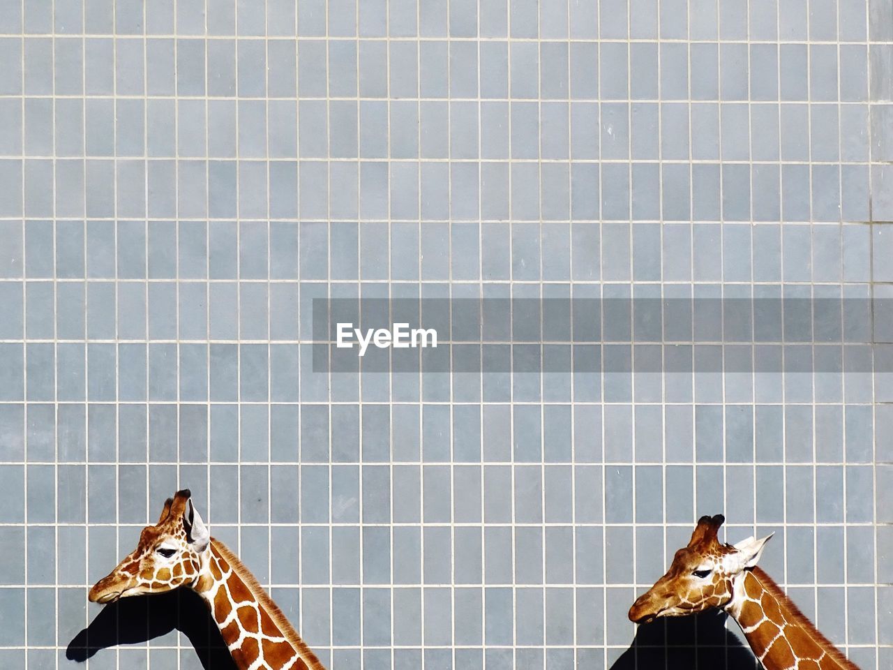 Giraffe head against tiled wall