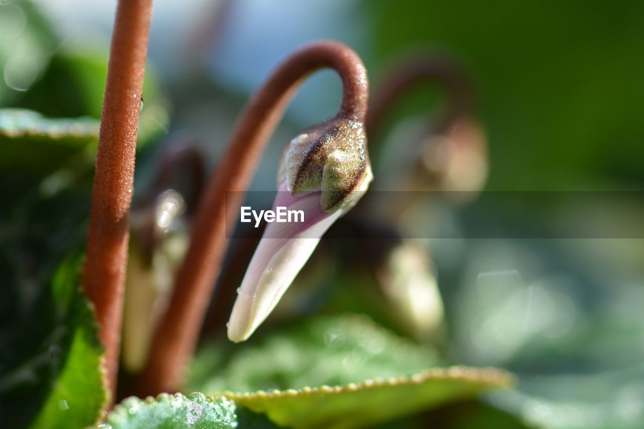 CLOSE-UP OF RED FLOWER BUD