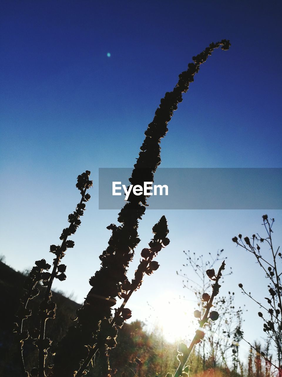 LOW ANGLE VIEW OF TREES AGAINST SKY